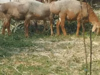 Қойлар (топ, жынысы көрсетілмеген), Arashan sheep — 5-сурет