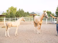 Stute, Akhal-Teke — Foto 2