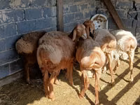 كبش, الأغنام — الصورة 1