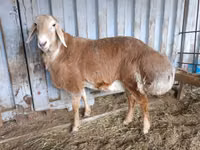 Қошқар, Arashan sheep — 5-сурет