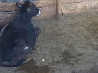 公牛, Swiss cattle — 照片 2