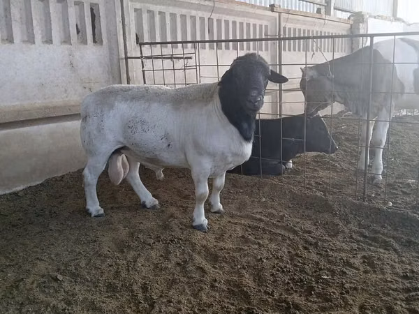Carnero, Dorper sheep — Kirguistán