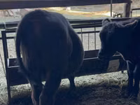 Bulle, Aberdeen-Angus — Foto 6