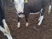 Kuh, Latvian Blue cattle — Foto 5