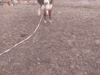 Bulle, Simmental cattle — Foto 2