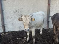 Kuh, Simmental cattle — Foto 4