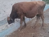 Bull, Cattle — photo 1