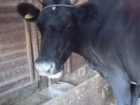 母牛, Cattle — 照片 3