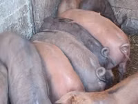 Sow, Pigs — photo 2