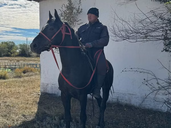 Hengst, Kazakh horse