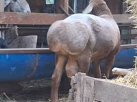 Ram, Arashan sheep — photo 4
