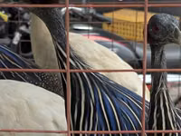 Turkeys — 照片 2