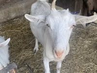 Ziege, Saanen goat — Foto 6