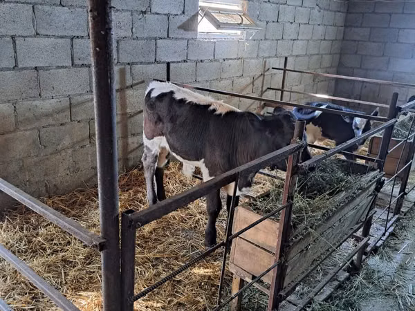 Toro, Raza Holstein