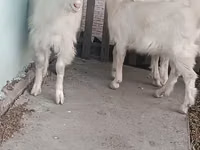母山羊, Saanen goat — 照片 4