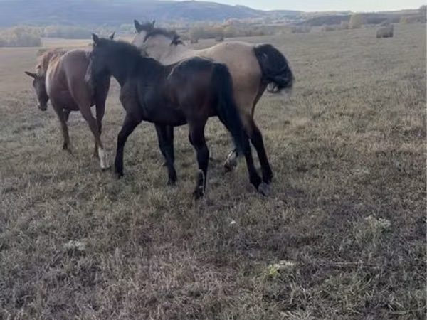 Stute, Kazakh horse