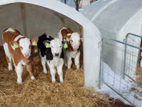 ثور, Simmental cattle — الصورة 5