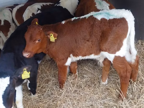 Bulle, Simmental cattle
