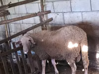 كبش, Baerchuke sheep — الصورة 1