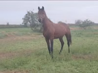 Horse (M), Horses — photo 6