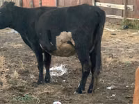 गाय, Latvian Blue cattle — फ़ोटो 1