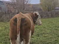 Bulle, Simmental cattle — Foto 2