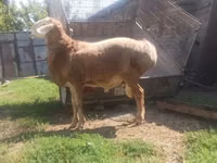 Carnero, Arashan sheep — foto 2