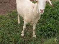 Ziege, Saanen goat — Foto 1