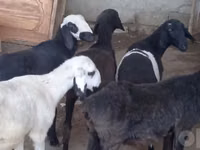 Ovejas (lote, sexo no especificado), Ovejas — foto 6