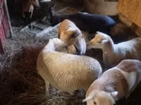भेड़, Cameroon sheep — फ़ोटो 1