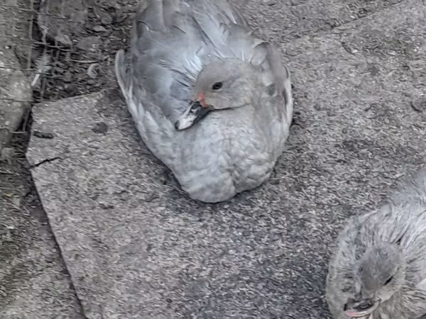 Ducks