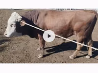 公牛, Kazakh White-headed cow — 照片 1