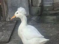Хохлатая — сүрөт 1