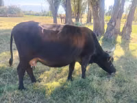 Sigir, Simmental cattle — 5-rasm