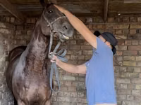 Hengst, Friesian sport horse — Foto 2
