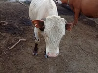 Bulle, Simmental cattle — Foto 2