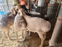 Widder, Rhon sheep — Foto 1