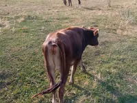 母牛, Russian Black pied cattle — 照片 3