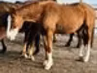 Stute, Thoroughbred horse — Foto 7