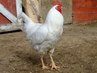 ليندا — الصورة 4