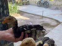 Chickens — Foto 5