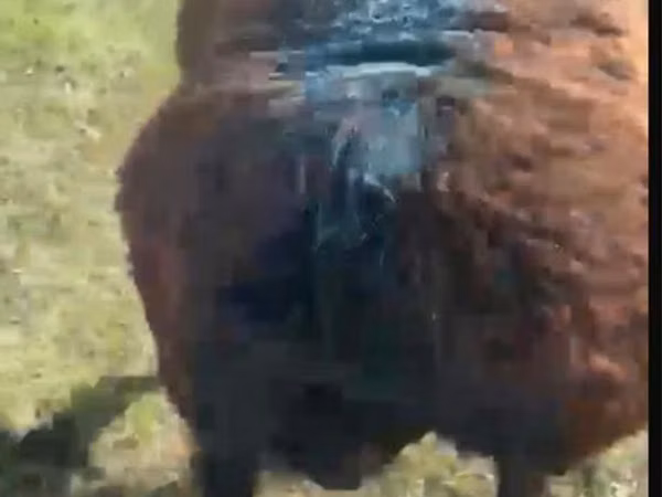 نعجة, الأغنام — كازاخستان
