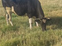 母牛, Holstein breed — 照片 2
