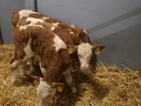 Бұқа, Simmental cattle — 4-сурет