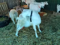 Ешкі, Pomellata goat — 5-сурет
