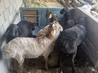 Carnero, Hissar sheep — foto 2