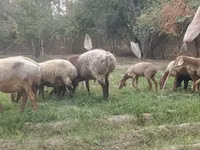 كبش, Arashan sheep — الصورة 2