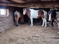 Hengst, Kazakh horse — Foto 5