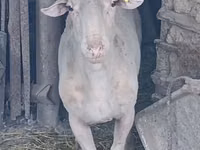 Carnero, Assaf sheep — foto 4