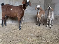 Ziege, Nubian Goat — Foto 4